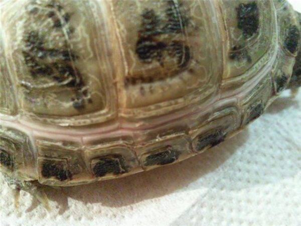 ᐉ линька у красноухих черепах: отслаивается панцирь, шелушится и облезает кожа на шее и лапах - zoopalitra-spb.ru