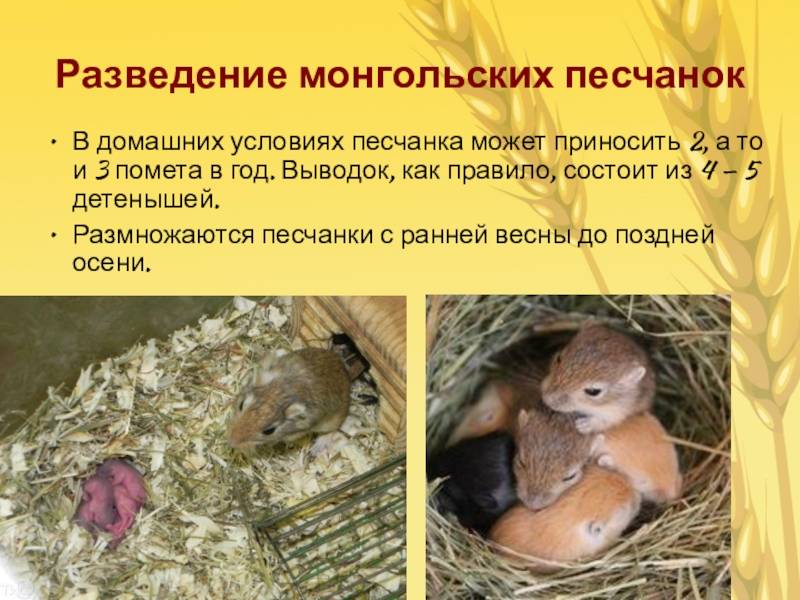 ᐉ песчанка: содержание и уход в домашних условиях, сколько живут и чем кормить - kcc-zoo.ru