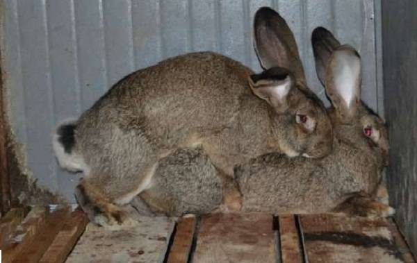 Спаривание кроликов в домашних условиях для начинающих, в каком возрасте можно случать