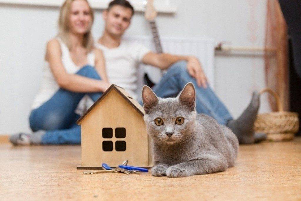Почему кошка главная в доме: разбираемся в приоритетах | ваши питомцы