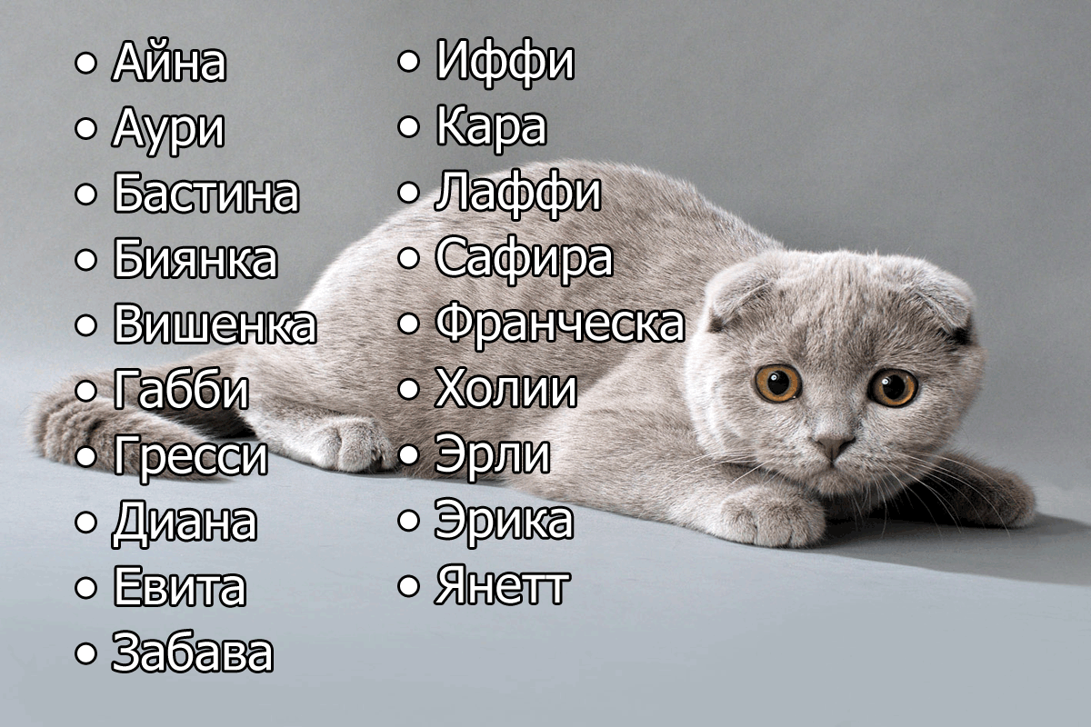 Примеры выбора русской клички для кота: список красивых и редких имен