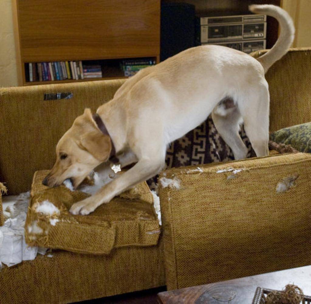 Что делать, если собака грызёт мебель и вещи
