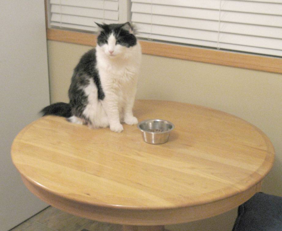 Как отучить кота залезать на стол и воровать еду