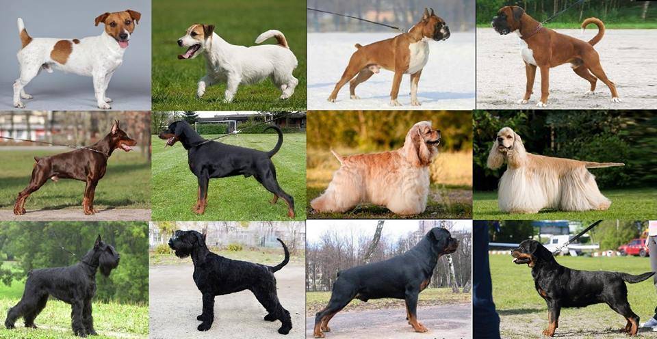 Купирование ушей у собак. описание, особенности, уход и возможные осложнения купированных ушей | животный мир
