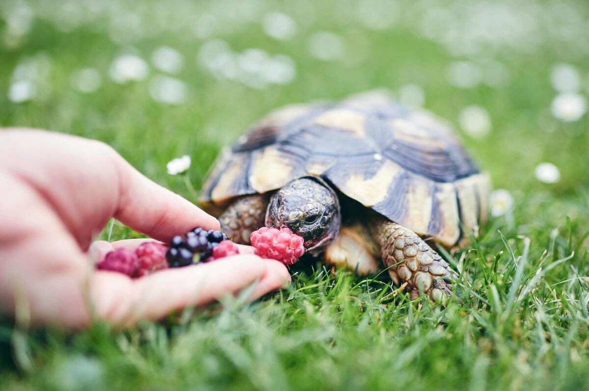 Что едят черепахи в дикой природе