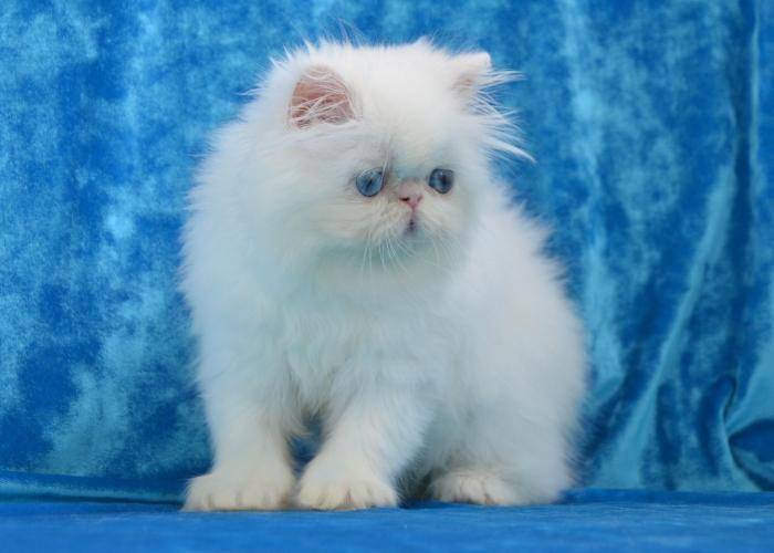 Белые коты с голубыми глазами: описание, характеристики :: syl.ru