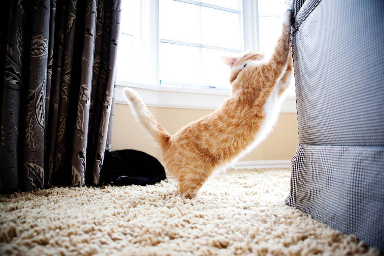 Как отучить кошку драть обои и мебель и что сделать чтобы кот не царапал диван