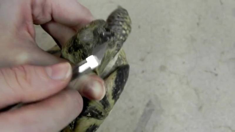 Домашним черепахам стригут ногти