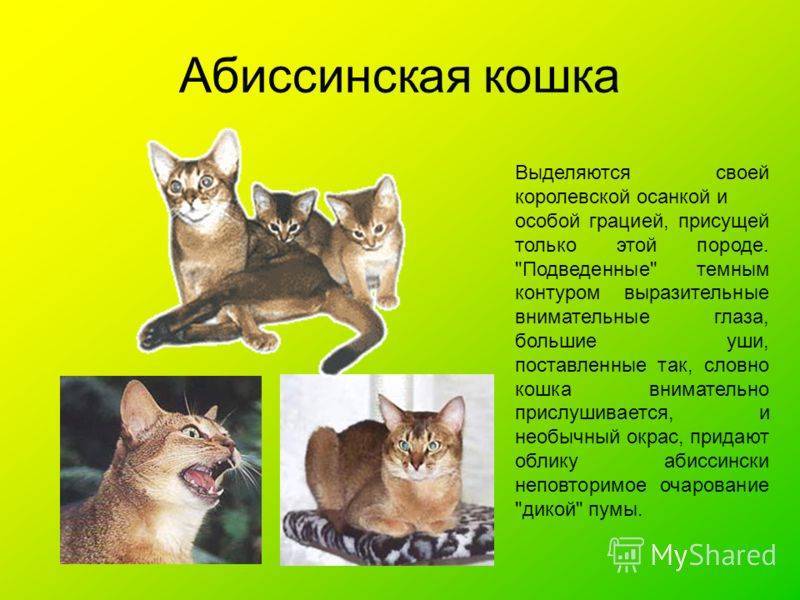 Уход и содержание за абиссинской породой кошки: особенности быта