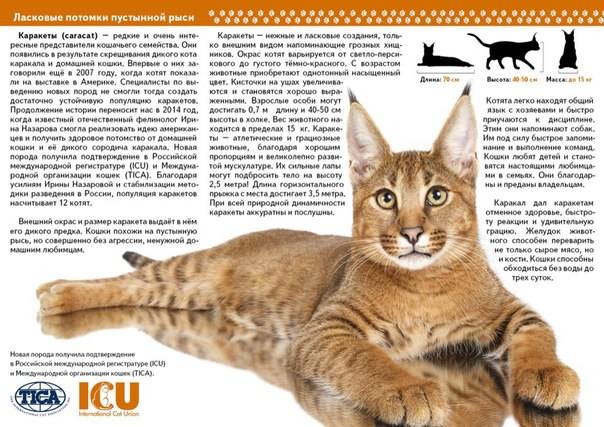 Подробное описание породы кошек каракет: средняя стоимость этого вида