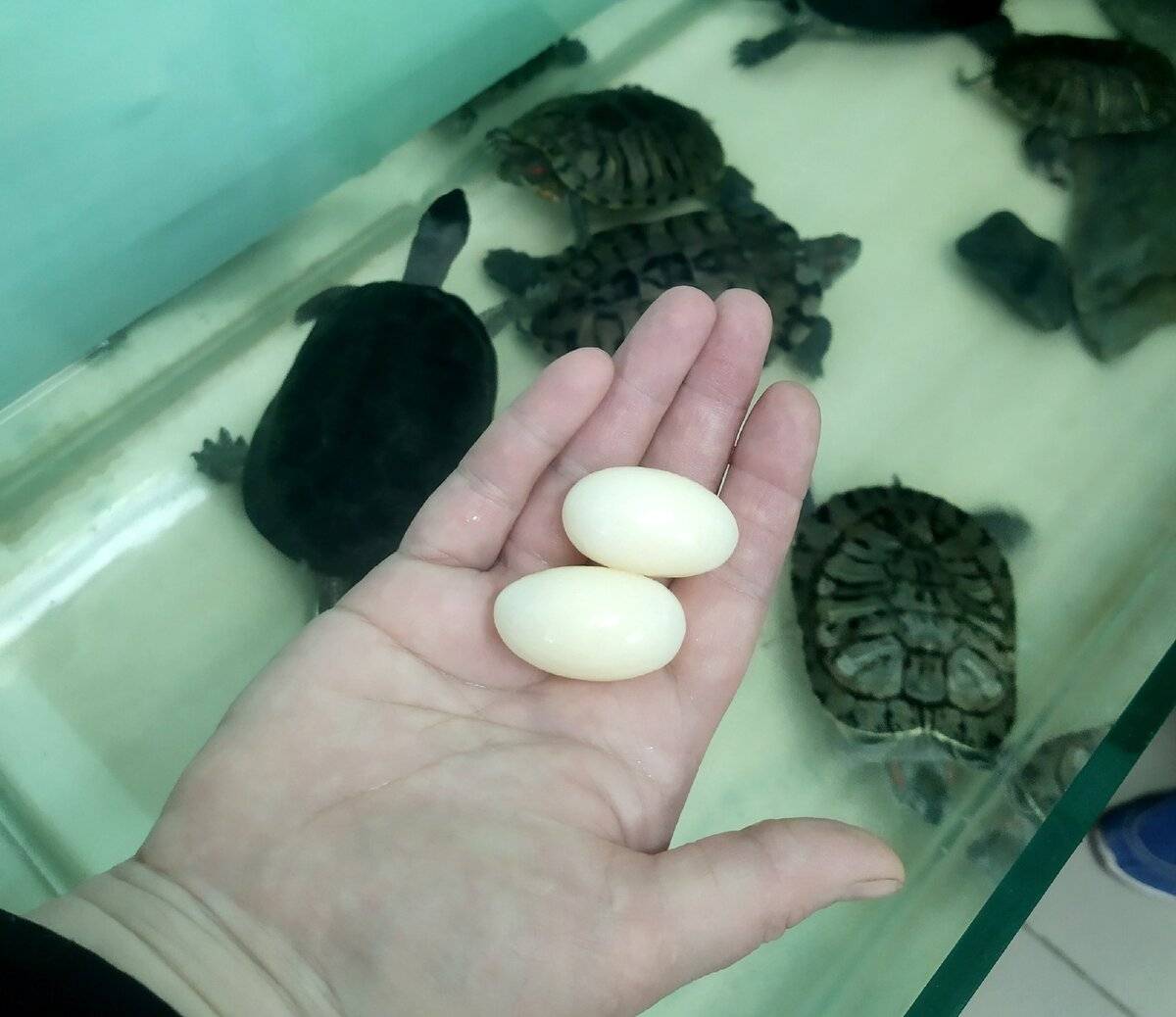 Яйца черепахи (беременность и кладка): как понять что черепаха беременна, как происходит кладка яиц и от чего зависит пол зародыша