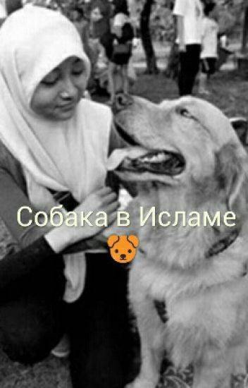 О содержании собак и торговле ими | islam.ru
