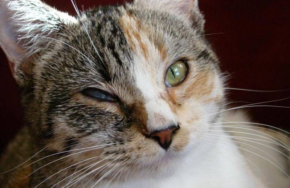 Кошачья болезнь "герпес" | мяумур мир | fandom