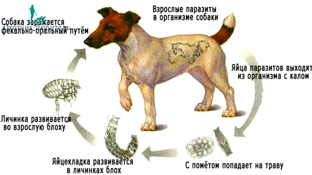 Как определить, что у щенка глисты: 12 шагов