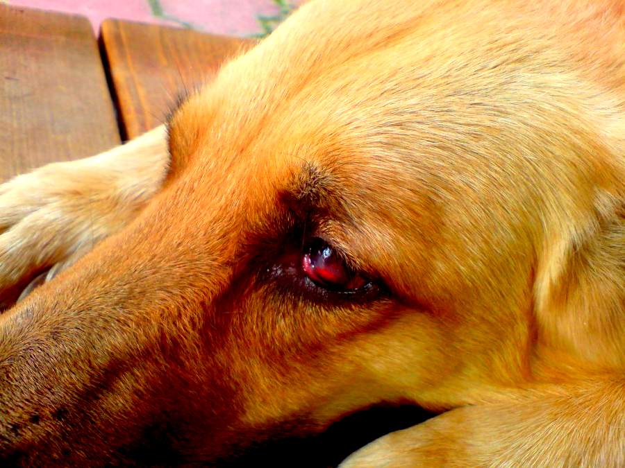 Собака плачет: умеют ли питомцы плакать и что делать хозяину
