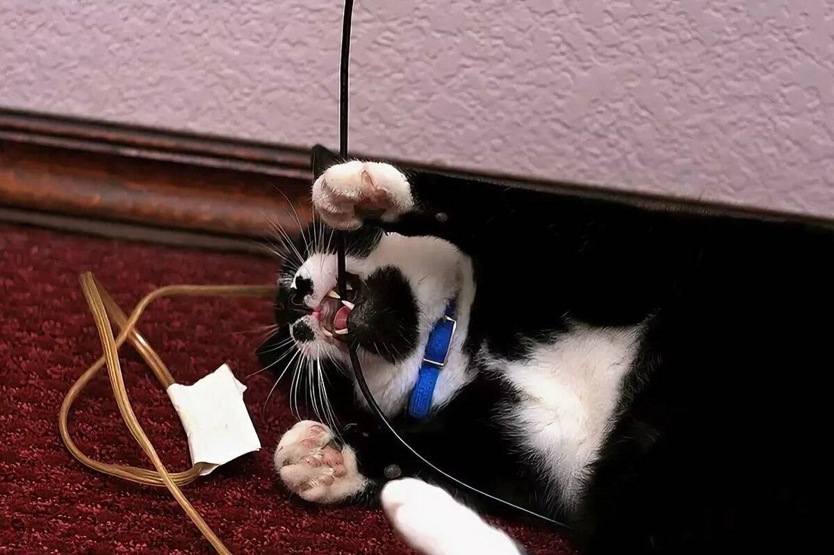 6 способов отучить кошку грызть провода | звери дома