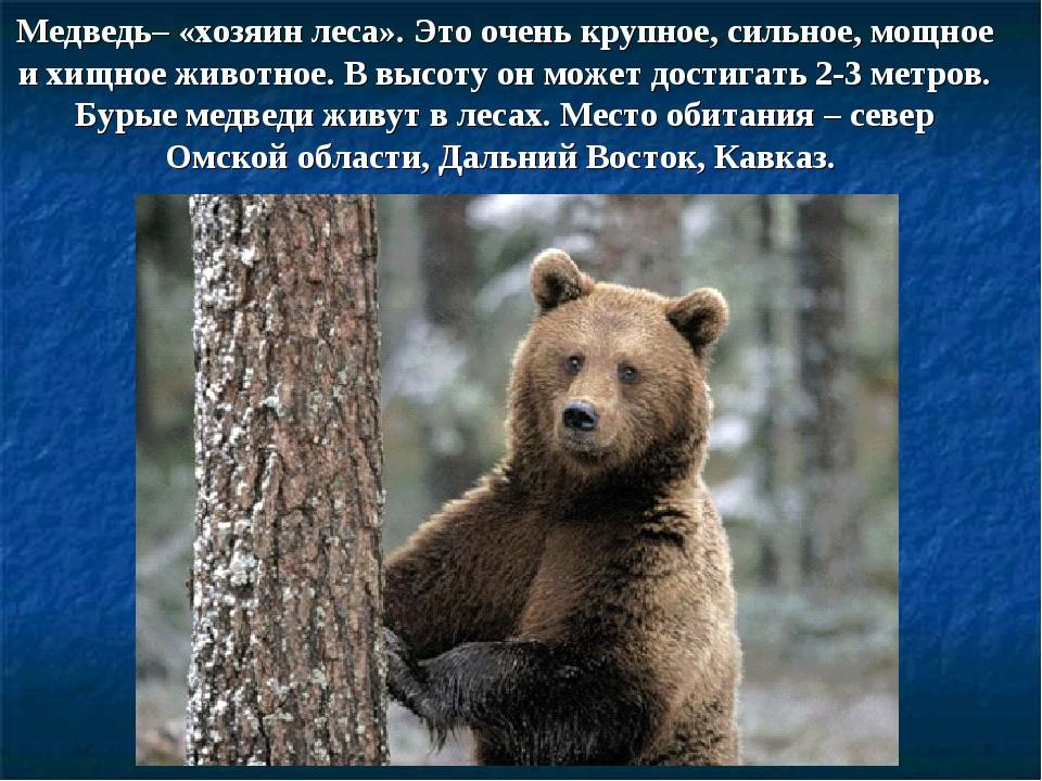 Бурый медведь | животный мир россии