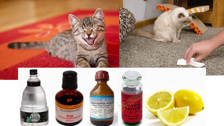 Средство от запаха мочи кошек - список и описание