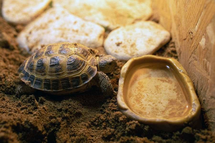 Чем кормить сухопутную черепаху