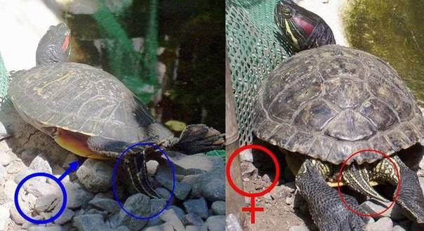 Почему красноухая черепаха ничего не ест, вялая и спит: причины отказа от еды и неактивности питомца