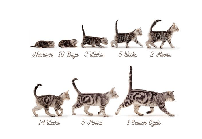 Как определить возраст кошки: подсказки и эффективные способы