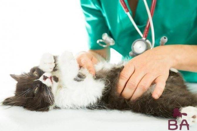 Аборт у кошки: препараты, хирургический способ, выкидыш