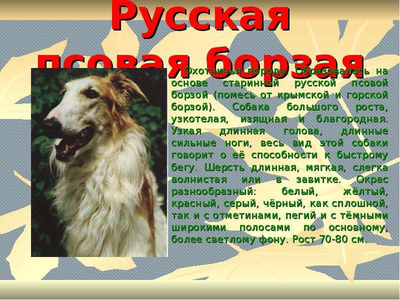 Русская борзая собака: характер, описание породы, содержания