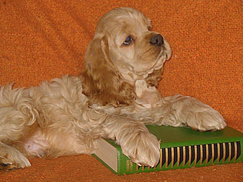 Собака папильон (континентальный той-спаниель): описание, фото, характер, особенности ухода