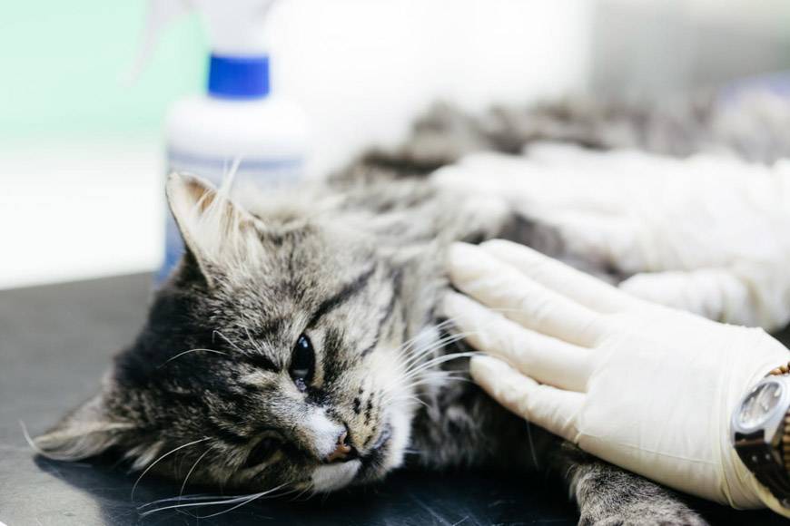 Панлейкопения у кошек: как лечить и профилактировать болезнь