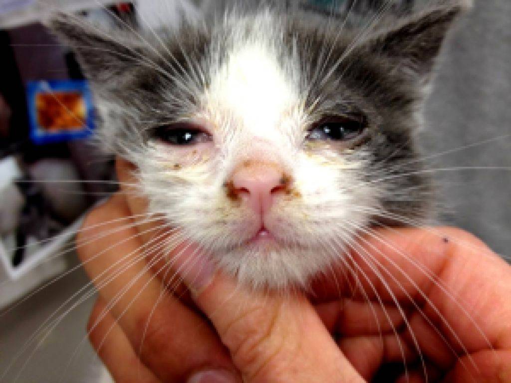 Панлейкопения у кошек: симптомы и лечение опасного заболевания