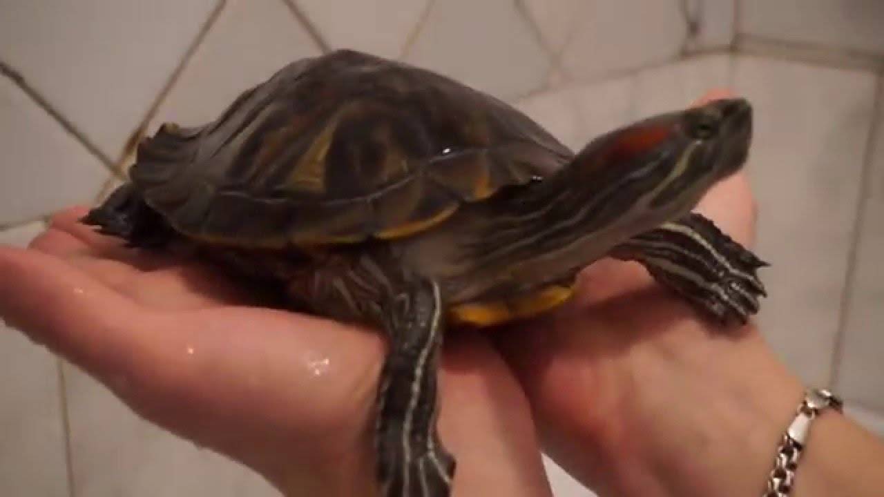 Содержание красноухой черепахи | мои домашние питомцы