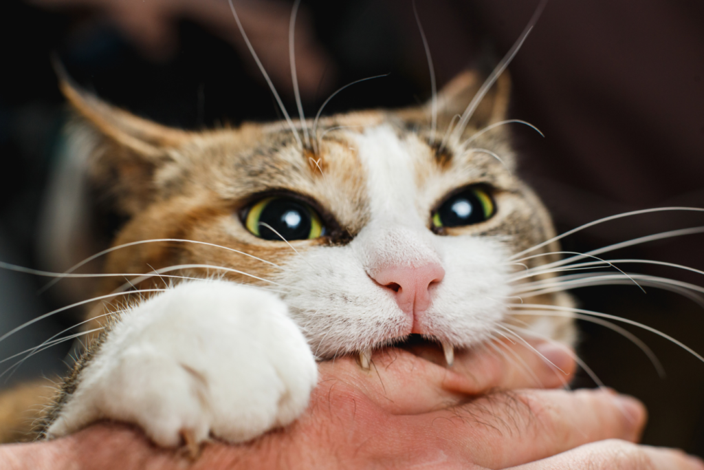 5 способов отучить котенка кусаться и царапаться