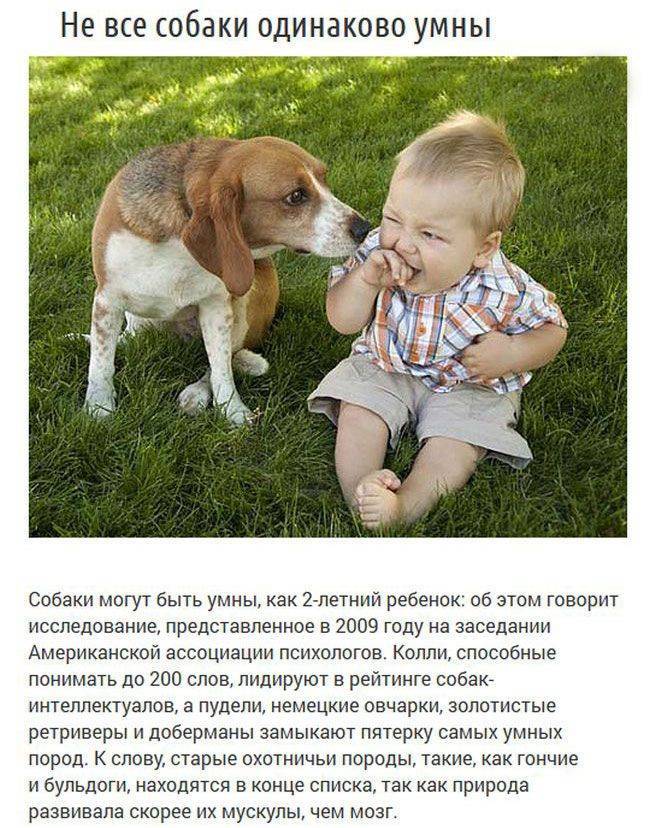 Интересные факты о собаках — для детей о разных породах
