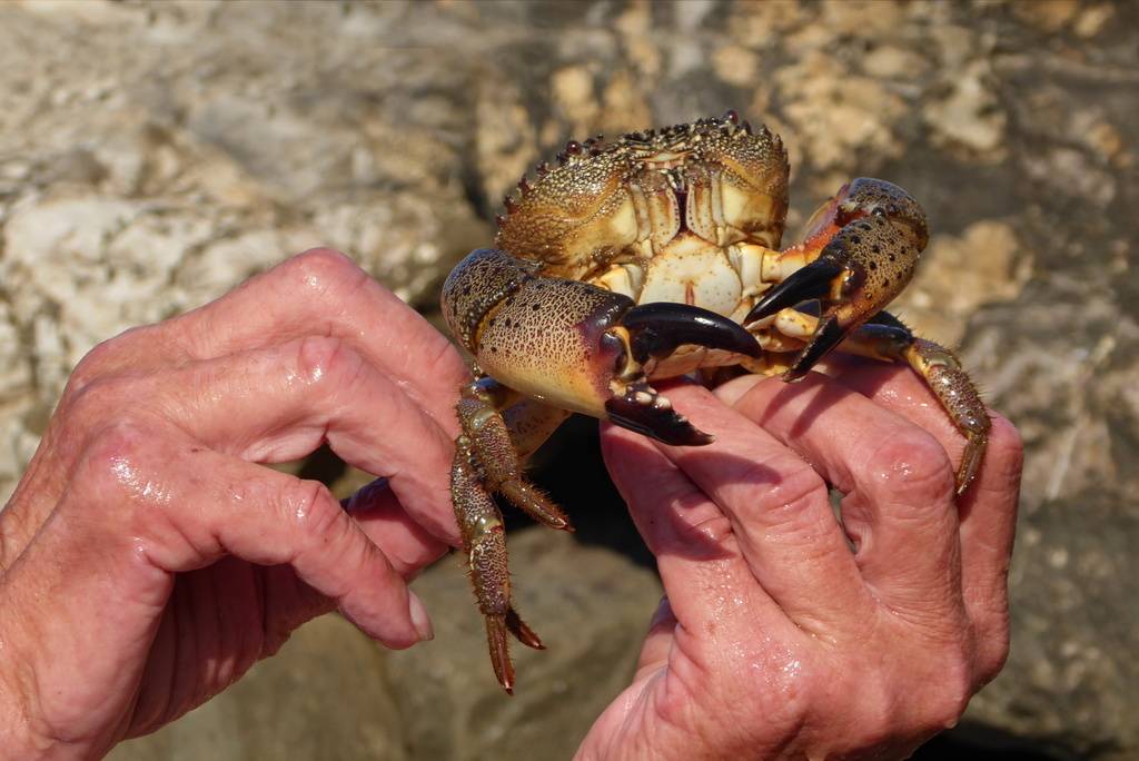 Деликатесы чёрного моря – как словить и приготовить морепродукты