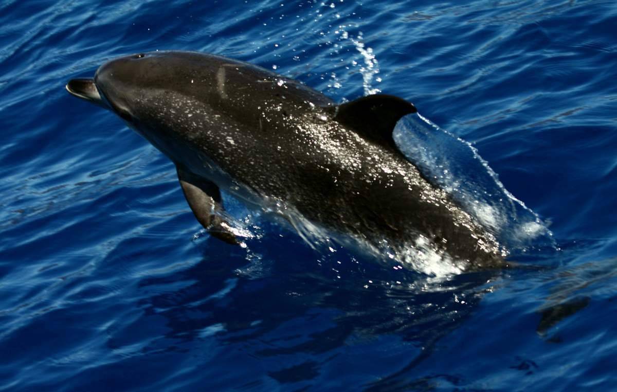 Самые редкие морские животные, которые могут вскоре исчезнуть из-за деятельности человека