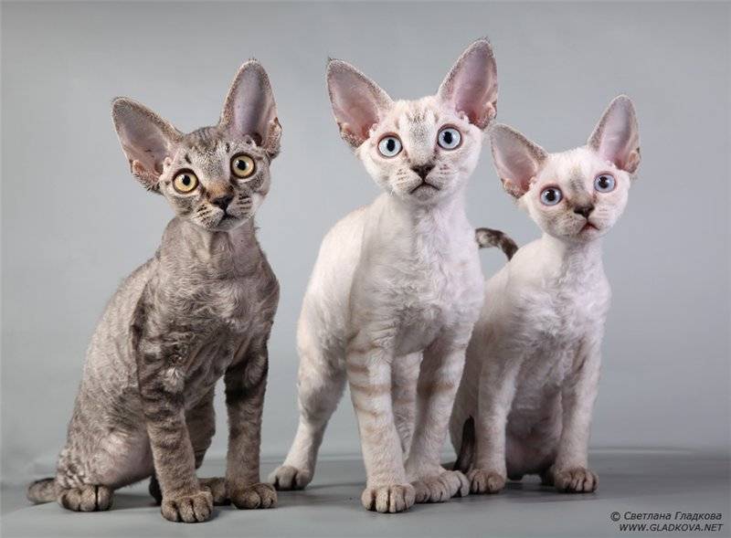 Гипоаллергенные кошки: породы с фото
гипоаллергенные кошки: породы с фото