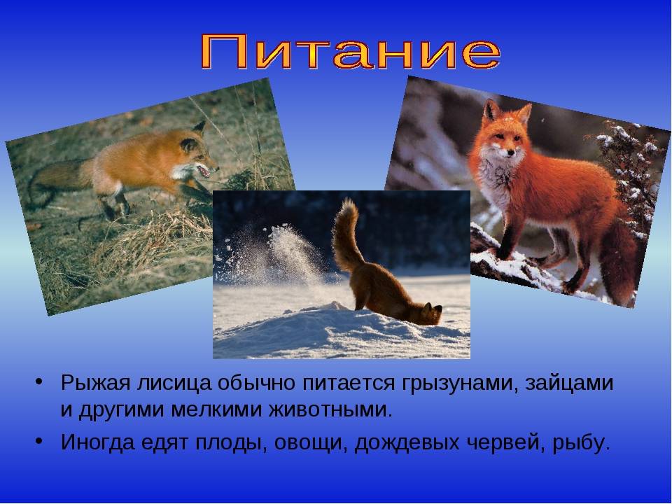 Лисица рыжая | мир животных и растений