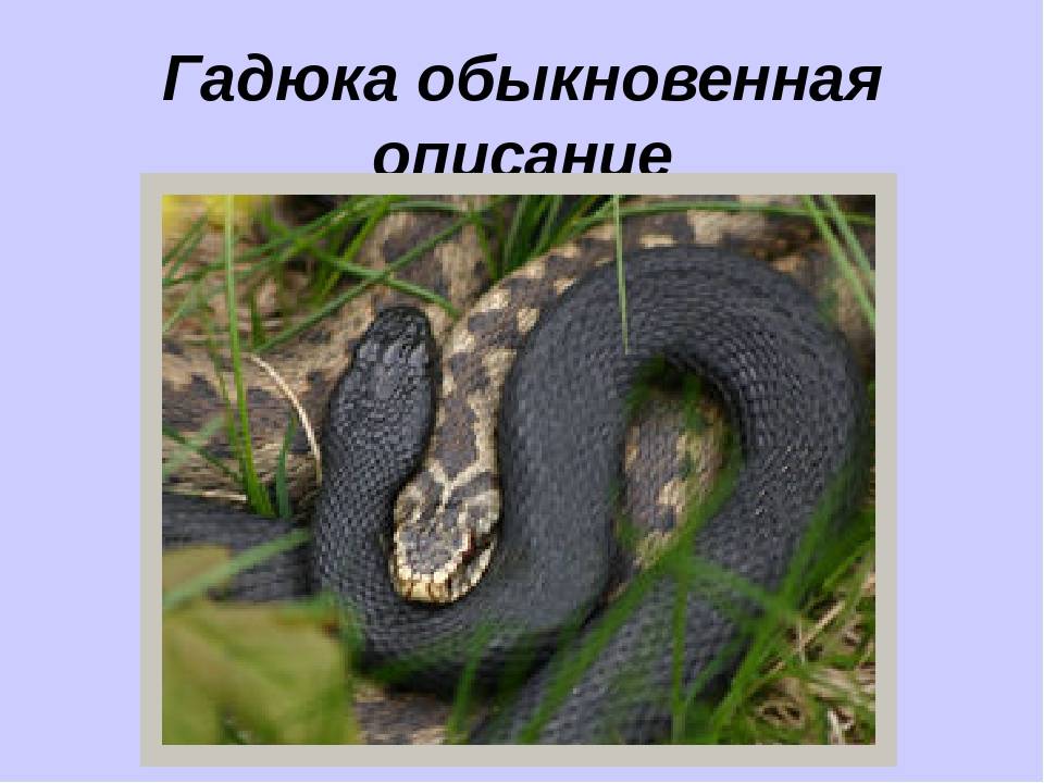 Змеи на участке — как распознать ядовитую и защитить себя от укуса? описание и фото — ботаничка