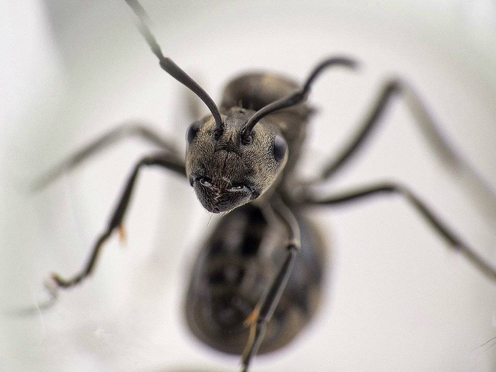 Муравей ткач - weaver ant