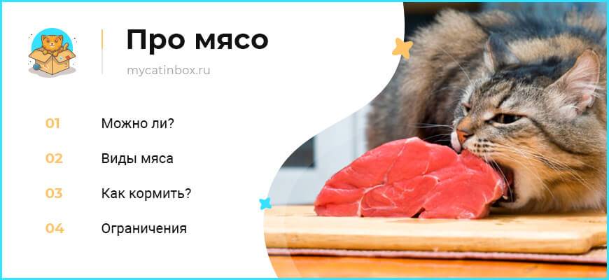 Что делать, если кот не хочет есть сырое мясо? 11 причин перевести кошку на сырое мясо