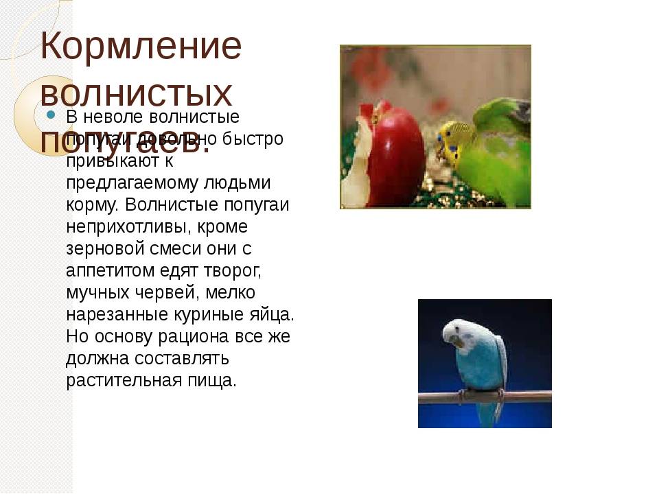 Что из фруктов предпочитают волнистики?