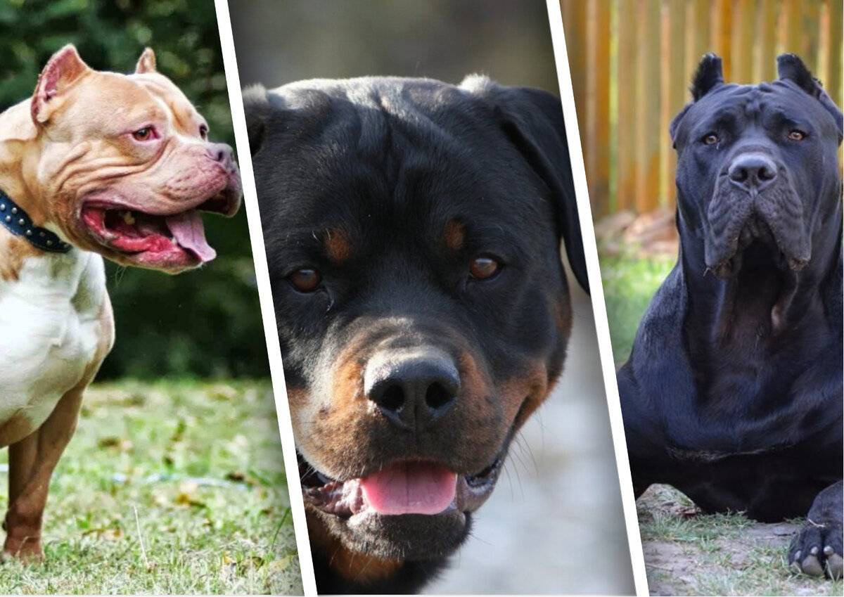 Топ 20 самых опасных пород собак в мире | рейтинг кинологов