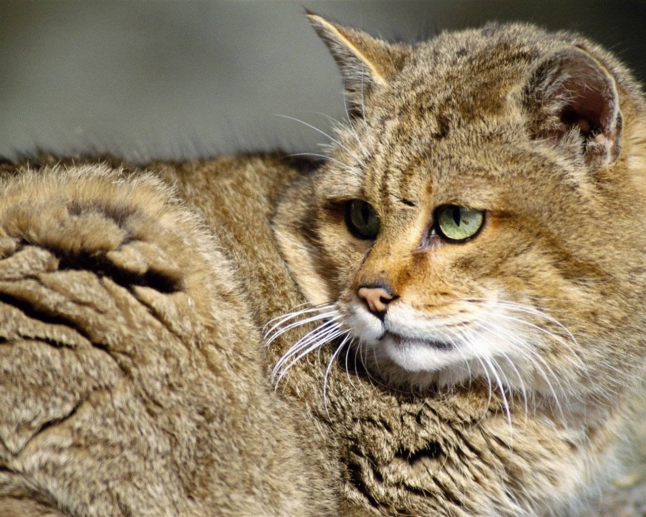 Камышовый кот: внешний вид, поведение, питание и содержание