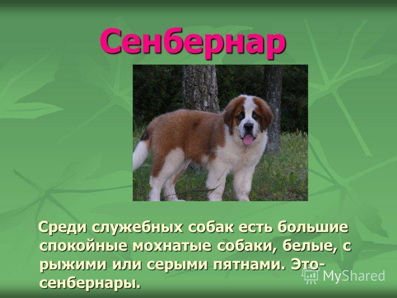 Сенбернар – характеристика породы собак, описание характера и достоинств