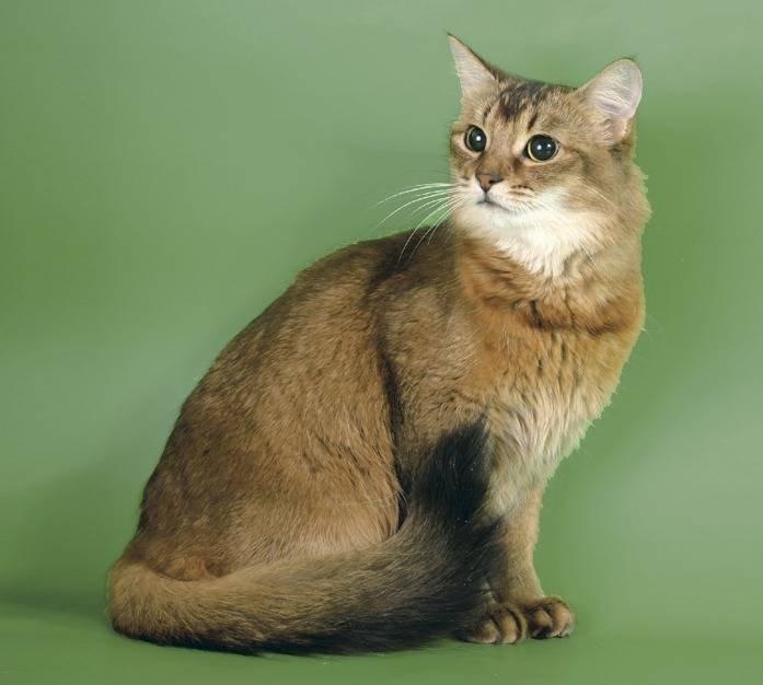 Сомалийская кошка - фото и описание породы (характер, уход и кормление)