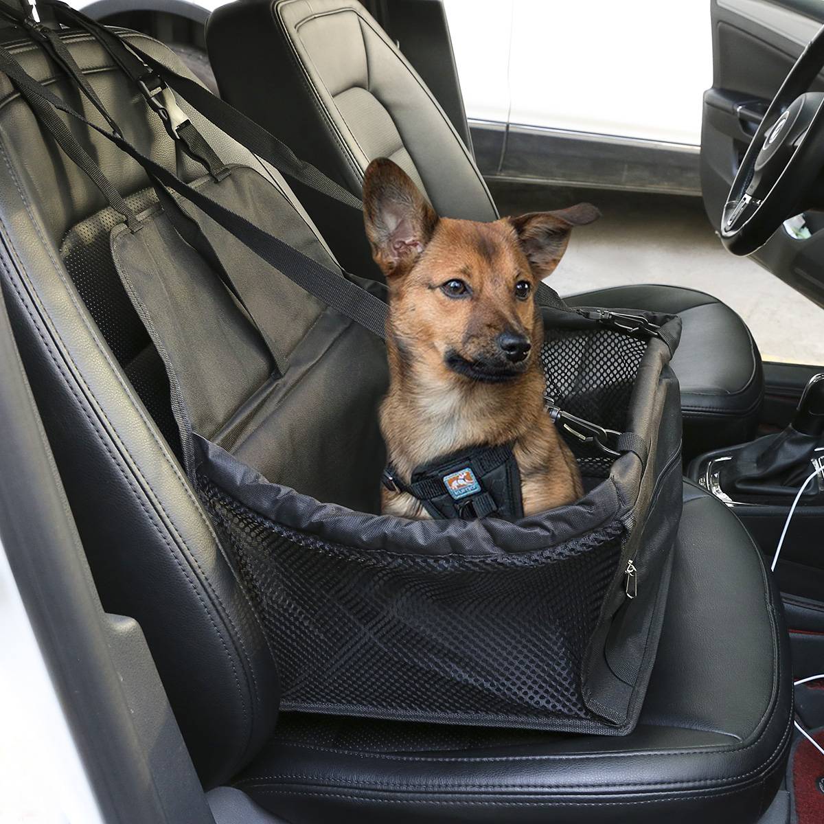 Перевозка собак в автомобиле, самолете и поезде — основные правила