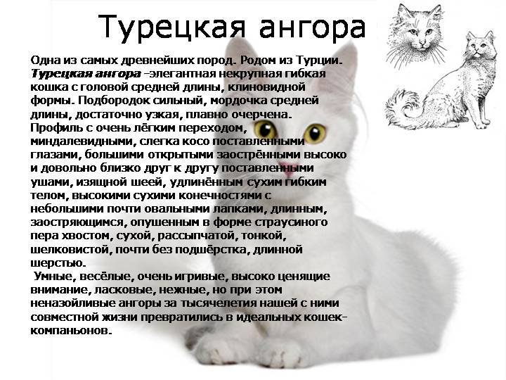 Описание ангорской кошки с фото: характеристики породы и характер турецкой ангоры, повадки и особенности содержания