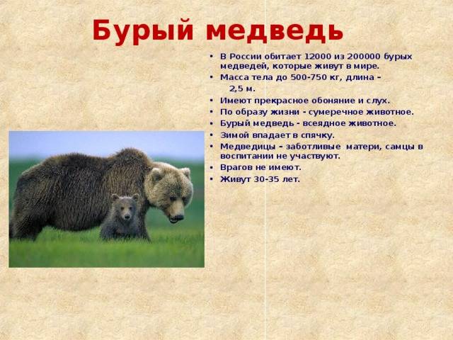 Бурый медведь: краткое описание и подвиды, среда обитания и образ жизни, питание и зимняя спячка