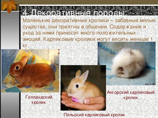 Самые маленькие декоративные породы кроликов в мире: фото, описание