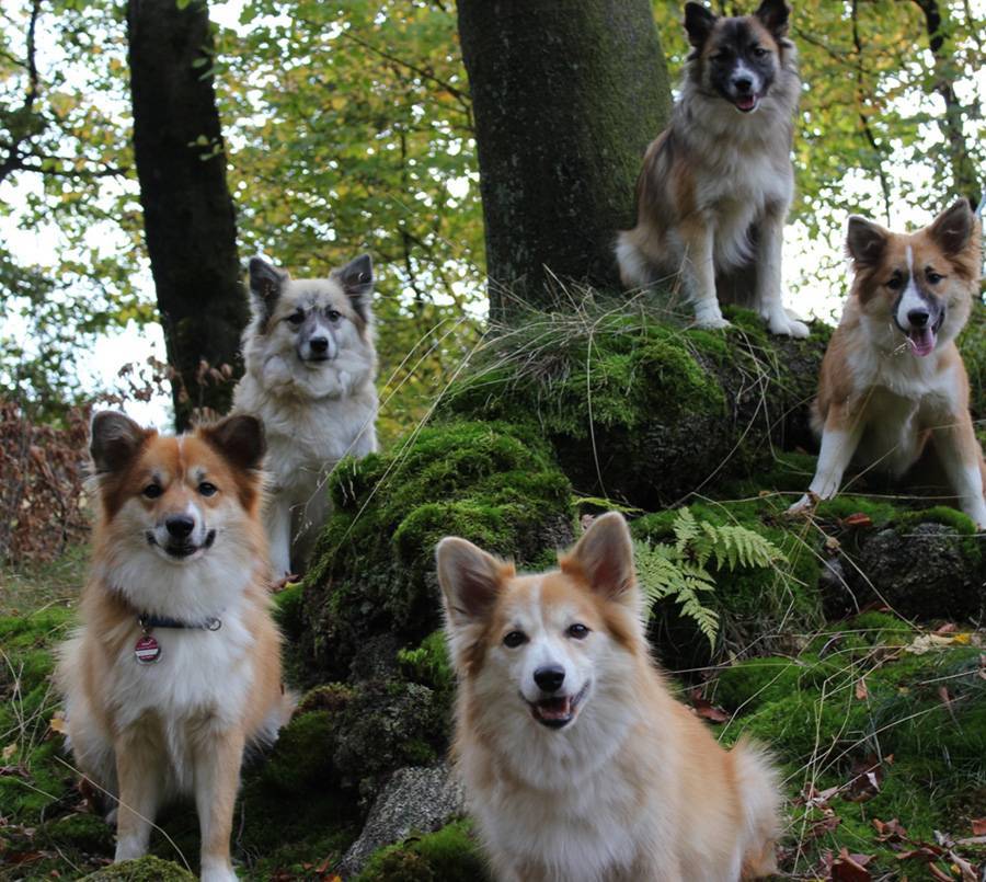 Исландская собака: описание породы, особенности ухода, характер